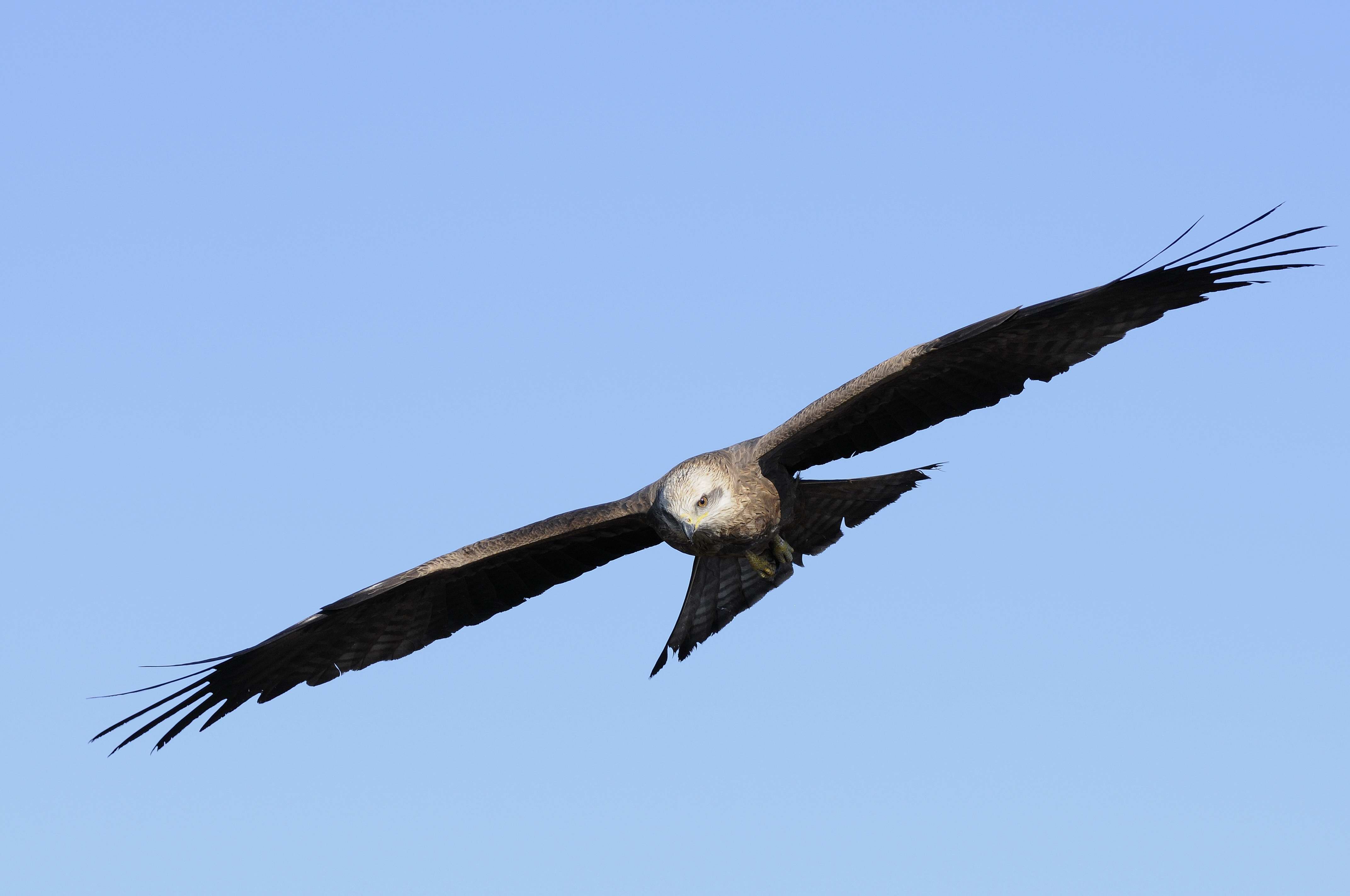 Passage migratoire des rapaces